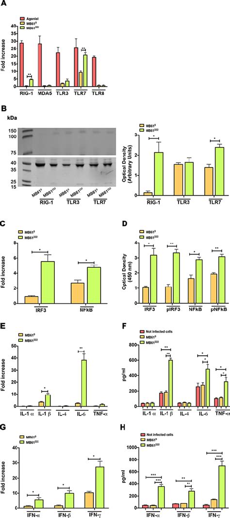 RNA Sensors In Calu 3 Cells Following MB61 0 Or MB61 222 Infection A