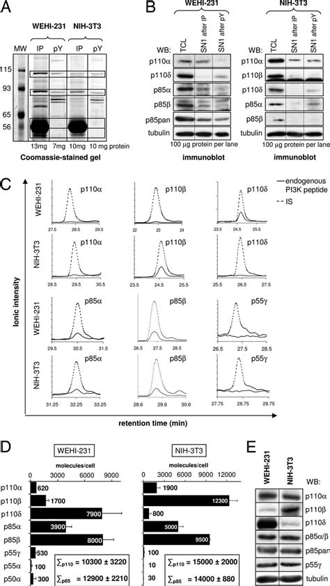 Determination Of The Absolute Amounts Of Class IA PI3K Subunits In