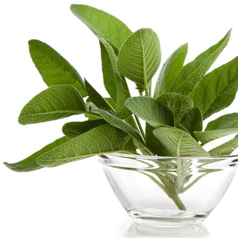 Sage Dalmatian Edible Perfume Spray — Amoretti