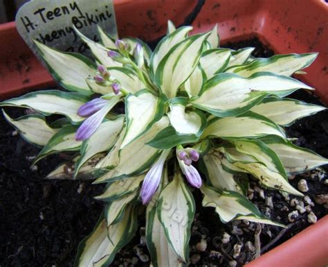 FUNKIA HOSTA TEENY WEENY BIKINI W DONICZCE Cena Opinie Byliny