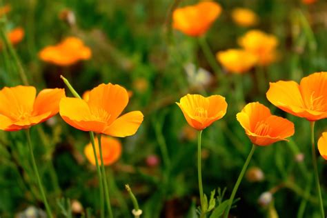 California Poppy Benefits + Recipe – Herbal Academy