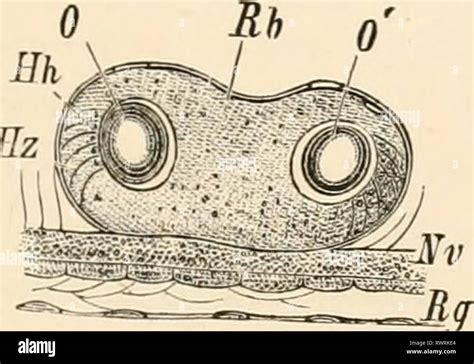 Ganglion cells hi-res stock photography and images - Alamy