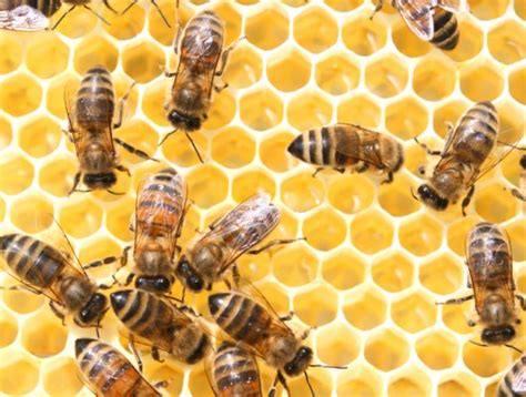 Abelhas Ferr O Como As Apis Mellifera Se Comunicam Cursos A