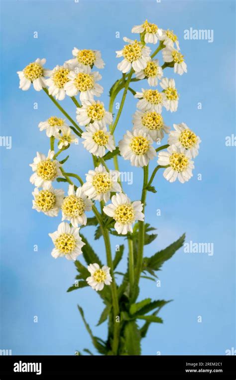 Nutmeg Herb Achillea Ageratum Achillea Decolorans Nutmeg Yarrow