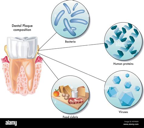 Biofilm Oral Im Genes Vectoriales De Stock Alamy