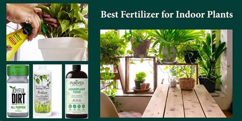 Top Best Fertilizers For Indoor Plants