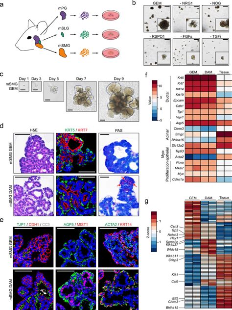 Adult Submandibular Gland Smg Organoids Conserved Various Salivary