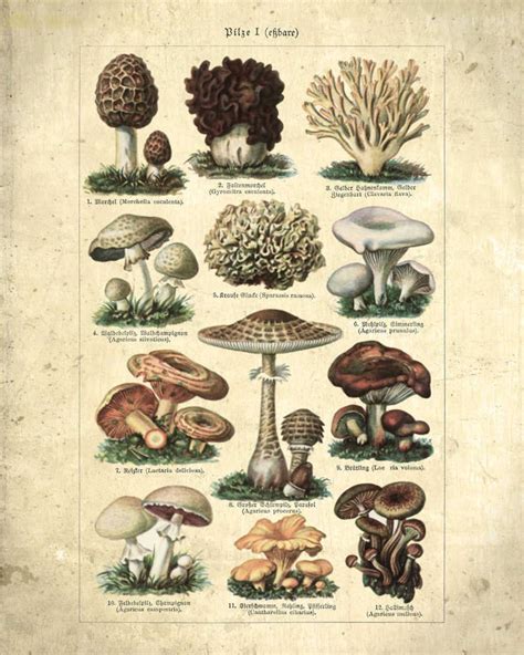 Mushroom Illustration Vintage Print 21 Mushroom Poster Etsy