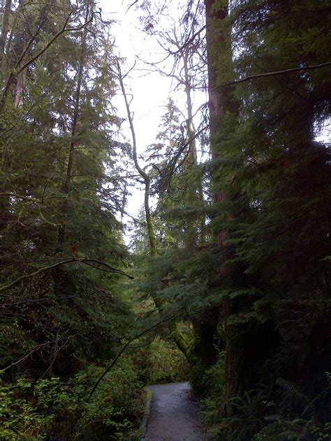 Trees In Stanley Park Tree Park Plants