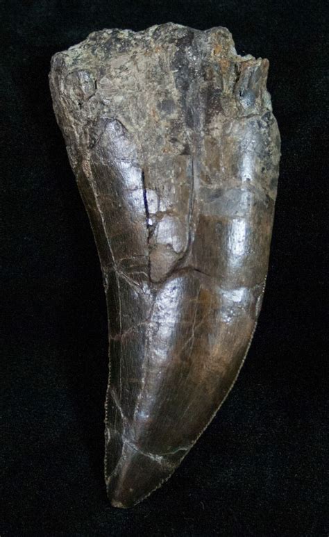 Extremely Rare 3.5" Torvosaurus Tooth - Skull Creek For Sale (#12479) - FossilEra.com