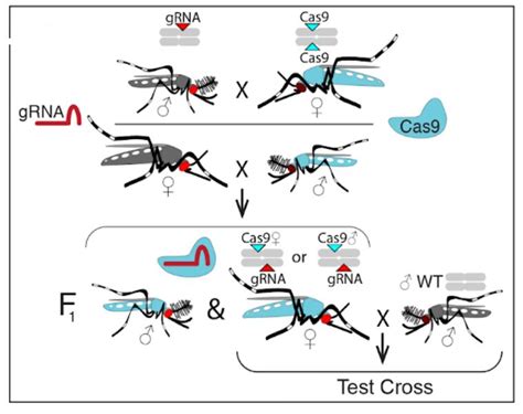 Targeting Sex Determination To Suppress Mosquito Populations