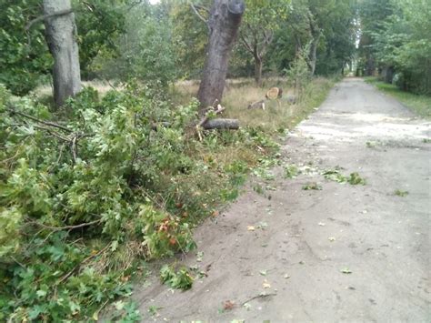 119 14 10 2020r Sasino ul Pałacowa drzewo powalone na drogę gminną