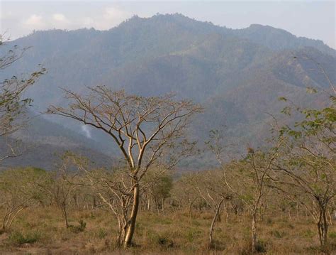 Central American Dry Forests Diversity Amidst The Dry Seasons Lac Geo