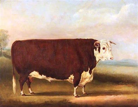 Hereford Bull ‘walford Hereford Bull ‘walford By William Henry