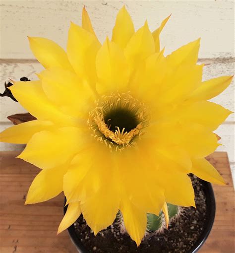 Trichocereus Grandiflora Cactus Large Hybrid Torch Cactus Free Us