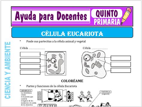 La Célula Eucariota Para Quinto De Primaria Ayuda Para Docentes