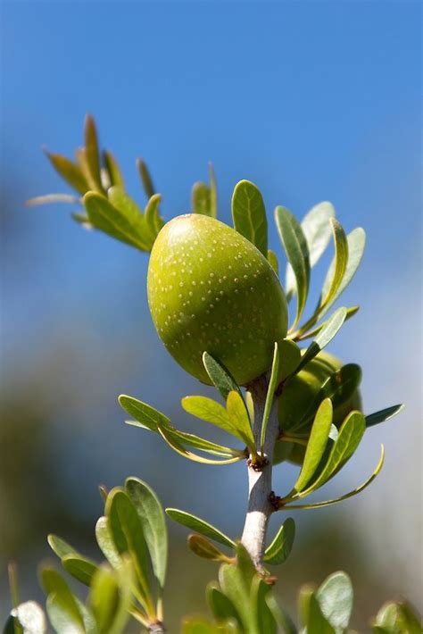 Argan Nut on Argan Tree (Argania Spinosa) in Morocco