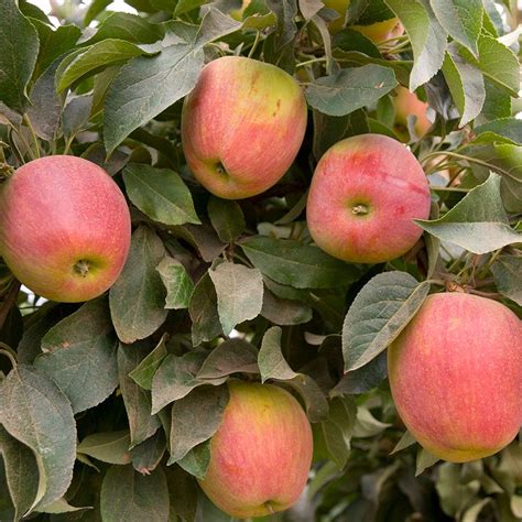 Apple Babe Genetic Dwarf Apple Tree Stark Bros