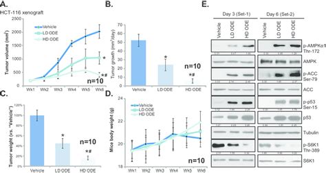 ODE Inhibits HCT 116 Xenograft Growth In SCID Mice Weekly HCT 116