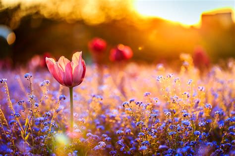 Fondos De Pantalla Luz De Sol Naturaleza Campo Flores Azules