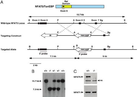 Targeted Disruption Of The Nfat5 Gene A Strategy Used To Generate Download Scientific