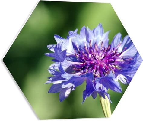 Pvc Schuimplaat Hexagon Blauw Met Paarse Korenbloem Voor Groene Achtergrond Bol