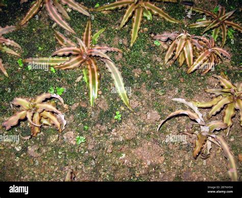 Earth Star Cryptanthus Bivittatus Stock Photo Alamy