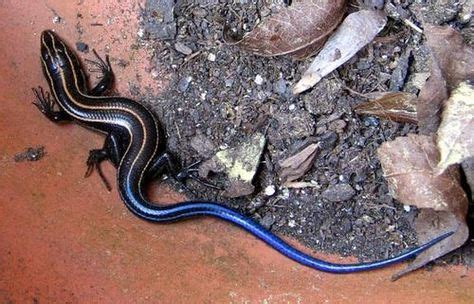 63 Bubuli - Skink ideas | reptiles and amphibians, lizard, amphibians