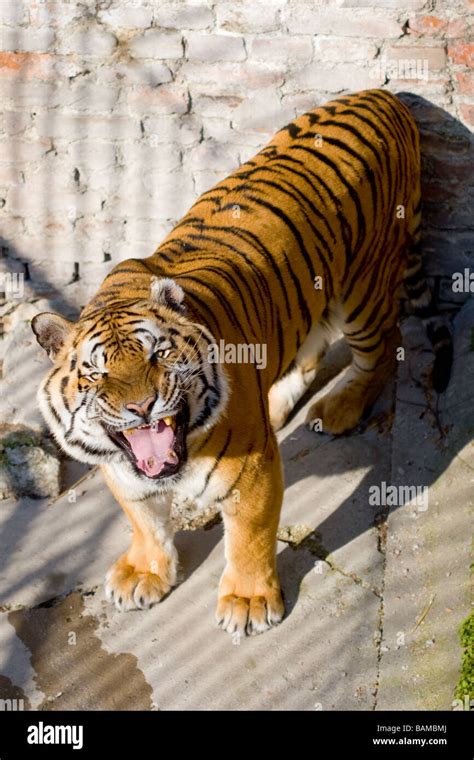 Tiger Inside Cage Hi Res Stock Photography And Images Alamy