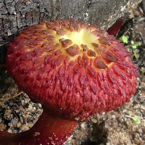 Shaggy Cap From Watsonville QLD 4887 Australia On January 14 2023 At