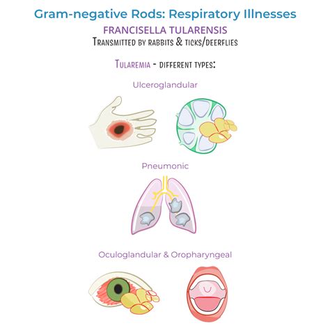 Immunology Microbiology Glossary Gram Negative Rods Respiratory