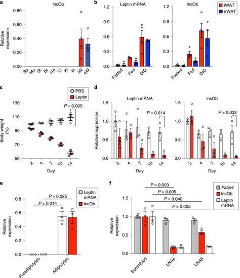 Lncob Is Co Regulated With Leptin And Required For High Leptin Mrna