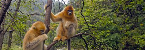 Golden Snub Nosed Monkey Wildark