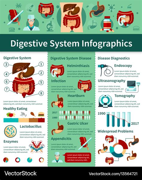 Digestive System Flat Infographics Royalty Free Vector Image