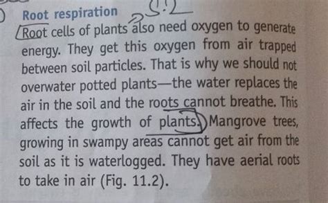 Root Respiration Root Cells Of Plants Also Need Oxygen To Generate Energy