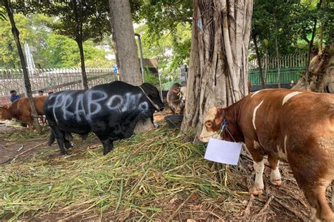 Prabowo Gibran Kurban Sapi Di Masjid Istiqlal Jenis Brangus Dan Simental