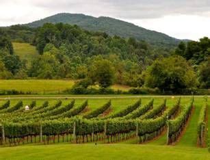 Three Fox Vineyards Virginia Wineries Vineyard Virginia Wine Country