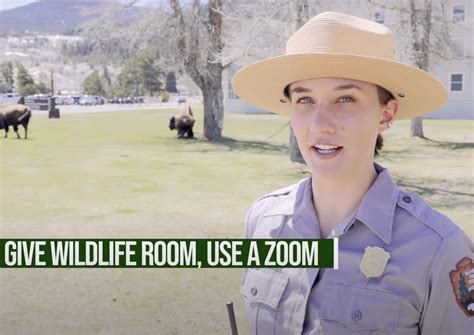 Zoom With Your Lens Not With Your Feet Yellowstone National Park Psa