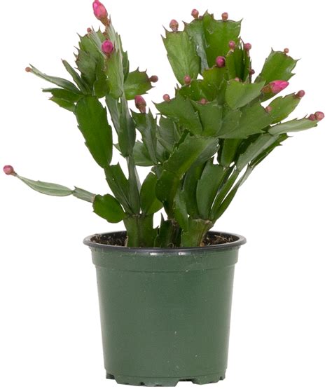 Schlumbergera Truncata Zygo Holiday Cactus 4 Pot Easy Care Houseplant Plantsome