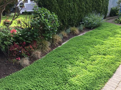 Micro clover - Lawn alternative - Level Ground Landscape