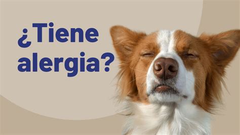 Alergias en Perros Síntomas Tipos y Tratamiento Guía Completa