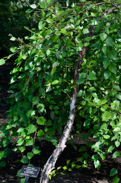 Betula Nigra Cv ‘summer Cascade Weeping River Birch