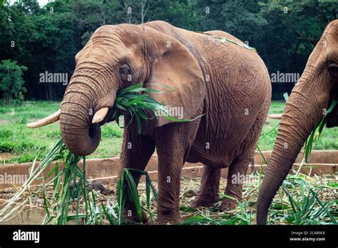 Animal Terrestre Fotografías E Imágenes De Alta Resolución Alamy