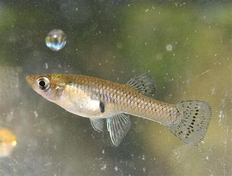 Peixe Telescopio Agua Animais Junho Clasf