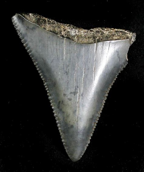 Fossil Great White Shark Tooth - 1.54" (#28219) For Sale - FossilEra.com