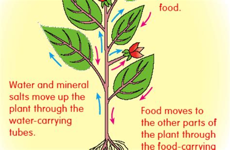 Transportation In Plants Class Cbse Class Notes Online Classnotes