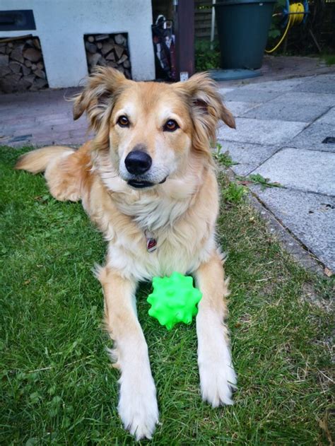 Toffee Trauer Um Hunde Verstehen Und Bew Ltigen Lebewohl Fellnase