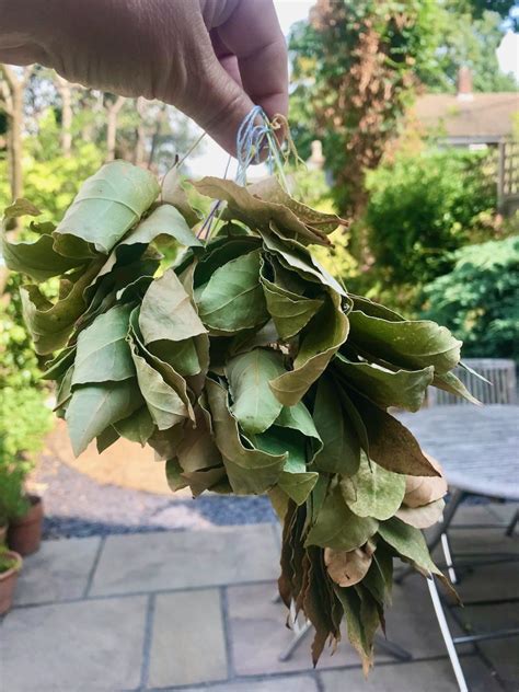 Drying Bay Leaves Bosworth Life