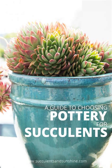 Choosing The Right Pot For Your Succulents Succulents And Sunshine