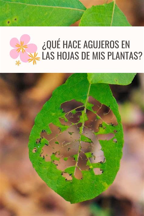 Qué Hace Agujeros En Las Hojas De Mis Plantas La Jardinoteca